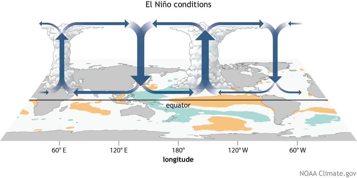 Generalized Walker Circulation (December-February) anomaly during El Niño events
